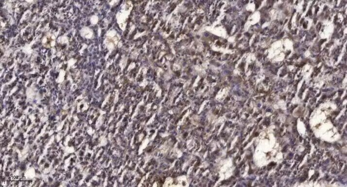 Anti-Phospho-RAD50 (Ser635) Polyclonal Antibody
