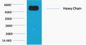 Anti-Rabbit IgG (Fc specific, Heavy Chain) Antibody (1W135)