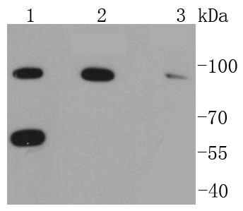 Anti-RAD18 Antibody (5U394)