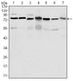 Anti-PSIP1 Antibody (7I174)