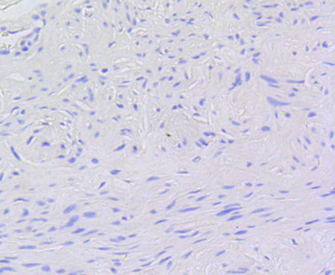 Anti-MYB Antibody (7C786)