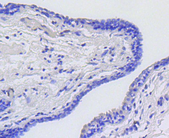 Anti-MYB Antibody (7C786)