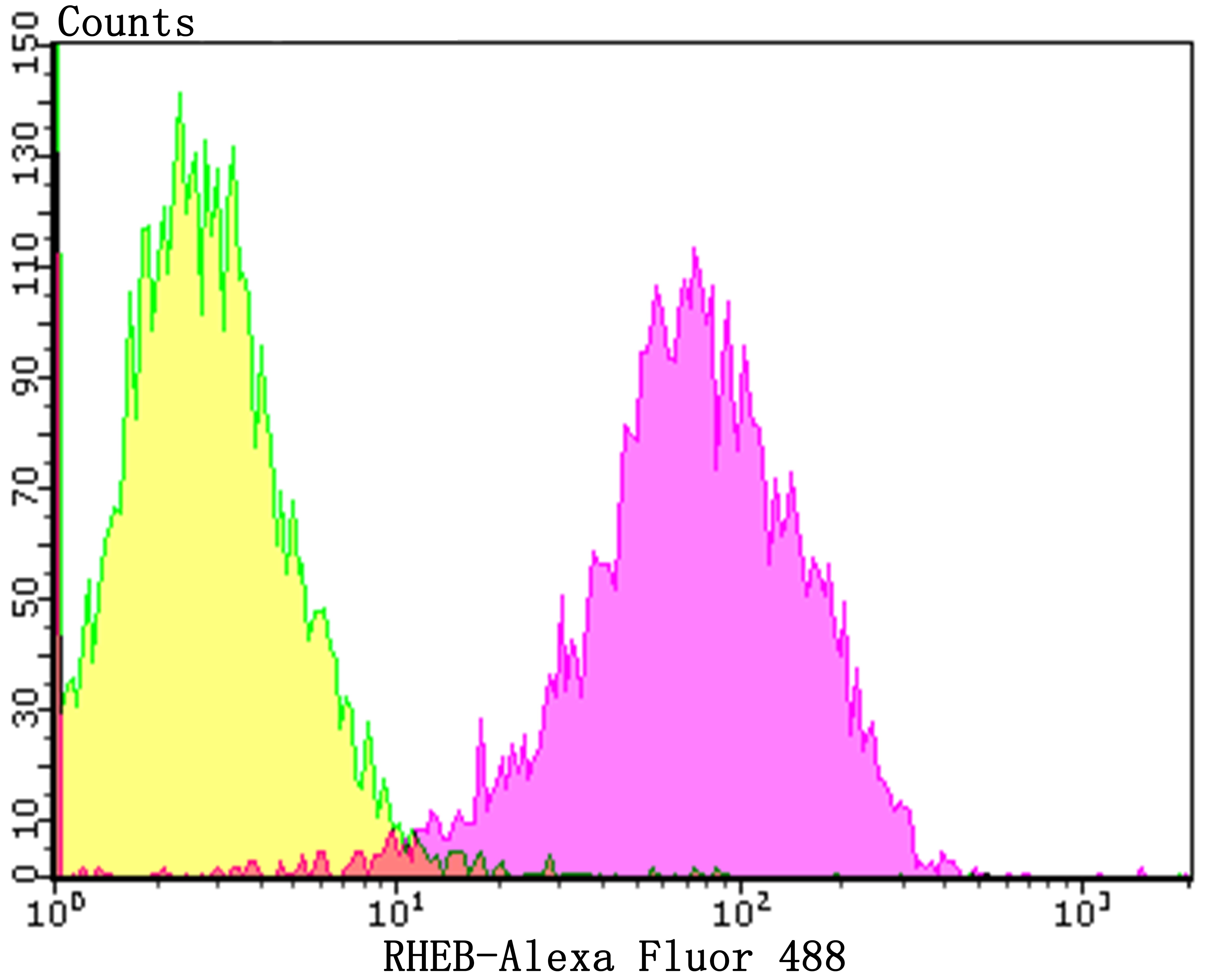 Anti-RheB Antibody (8S39)