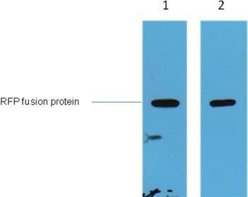 Anti-RFP Tag Polyclonal Antibody