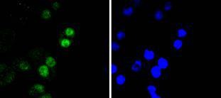 Anti-RUNX2 Antibody (4W937)