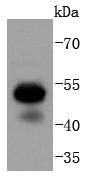 Anti-RUNX1/RUNX2/RUNX3/RUNX2/RUNX3 Antibody (4N296)