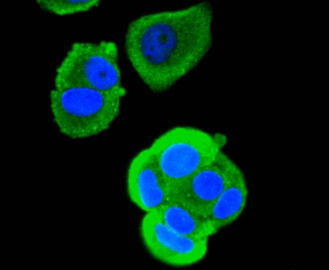 Anti-RUNX1/RUNX2/RUNX3/RUNX2/RUNX3 Antibody (4N296)