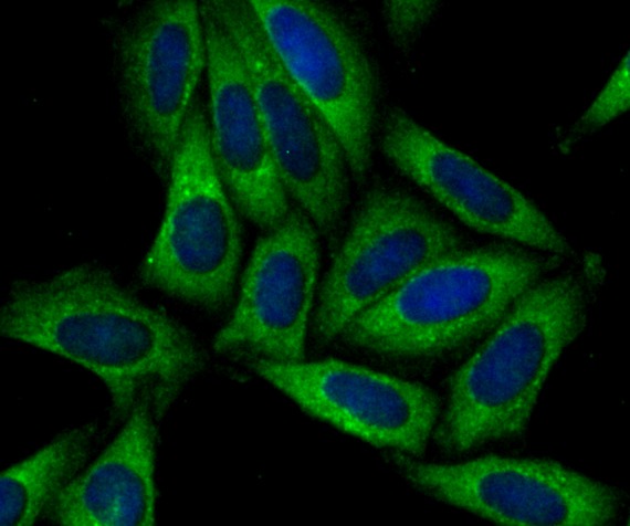 Anti-SNX1 Antibody (7Z490)