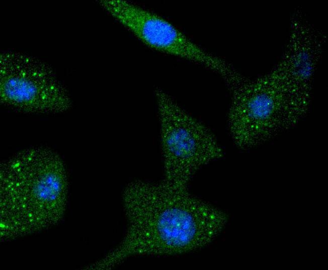 Anti-STAT6 Antibody (8C359)