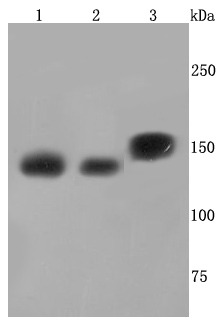 Anti-SMC3 Antibody (2D413)