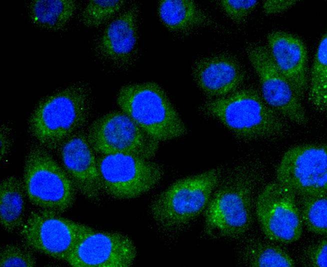 Anti-STAT6 Antibody (8C359)