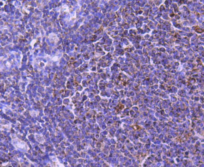 Anti-STAT6 Antibody (8C359)