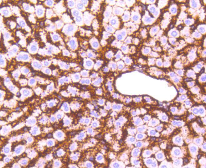 Anti-ATP1A1 Antibody (7L590)