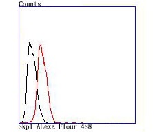 Anti-SKP1 Antibody (9W207)