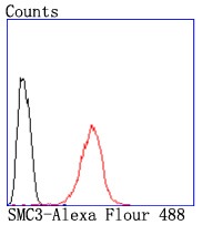 Anti-SMC3 Antibody (2D413)