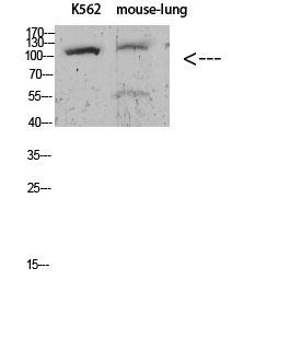 Anti-Phospho-ATP1A1 (Tyr260) Polyclonal Antibody