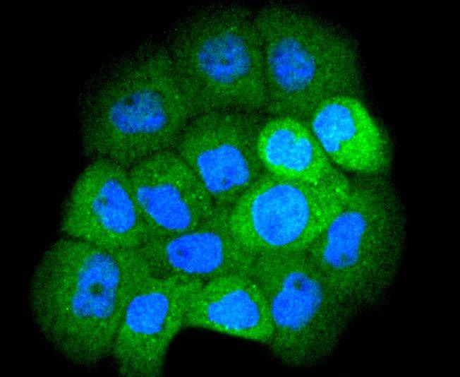 Anti-SMAD1 Antibody (6Y352)