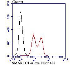 Anti-SMARCC1 Antibody (6J524)