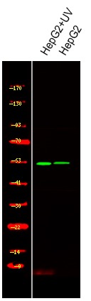 Anti-Phospho-SMAD1 (Ser214) Polyclonal Antibody