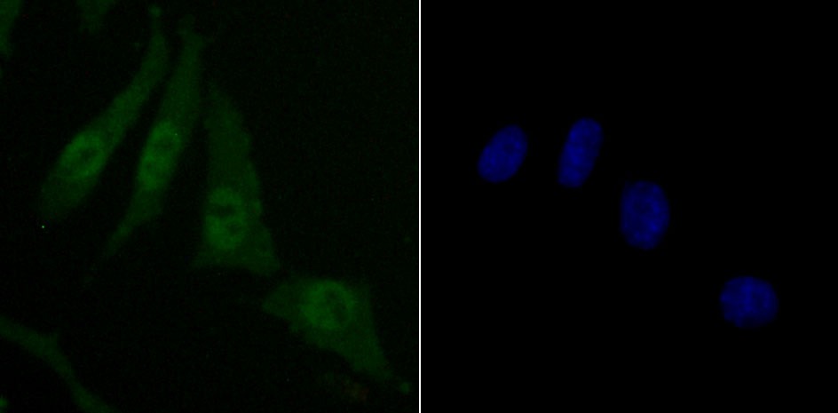 Anti-SKP1 Antibody (9W207)