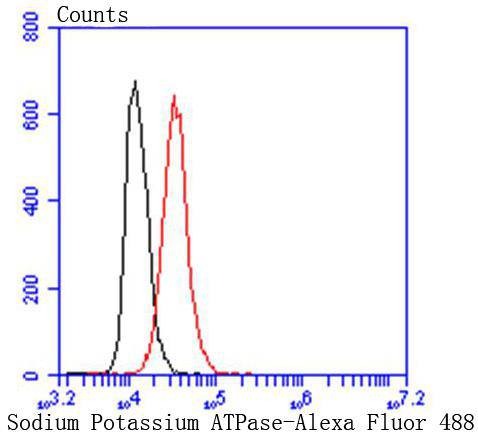 Anti-ATP1A1 Antibody (7L590)