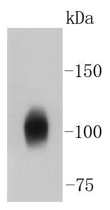 Anti-ATP1A1 Antibody (7L590)