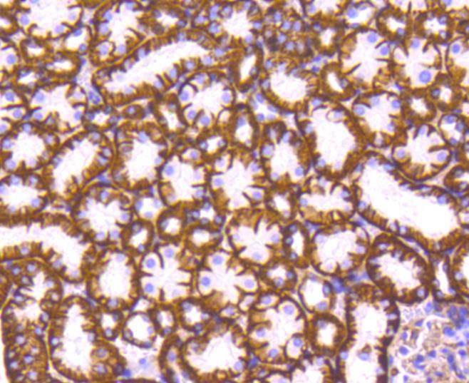Anti-ATP1A1 Antibody (7L590)
