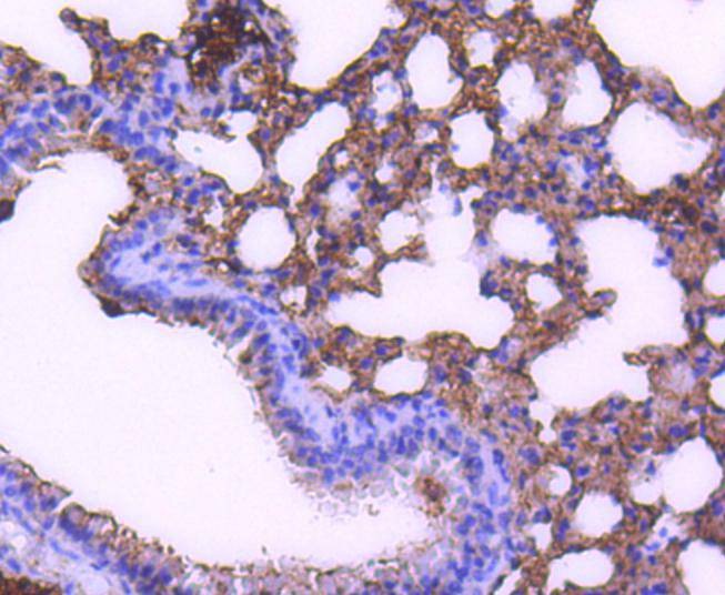 Anti-STAT6 Antibody (8C359)