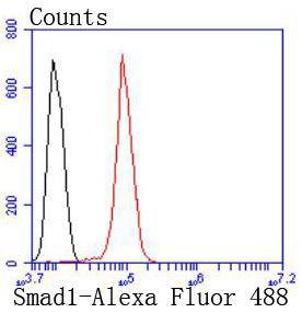 Anti-SMAD1 Antibody (1C774)
