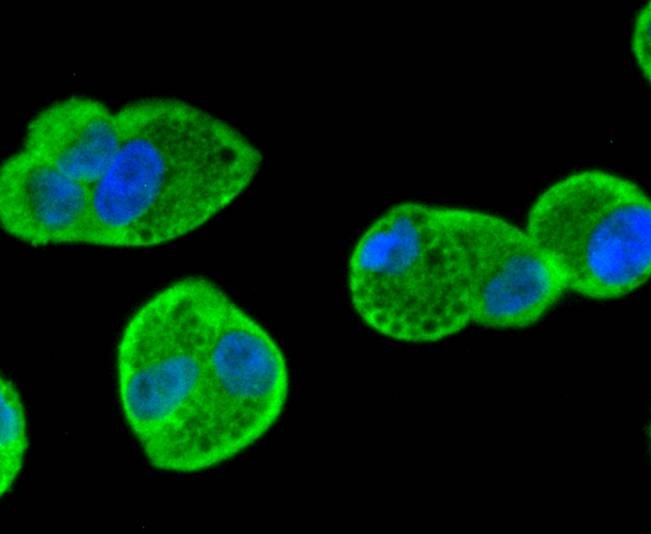 Anti-SMAD1 Antibody (6Y352)