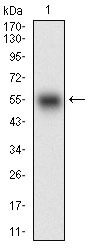 Anti-SMCP Antibody (3I511)