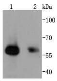 Anti-SMAD1 Antibody (1C774)