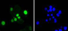 Anti-SOX9 Antibody (7W835)