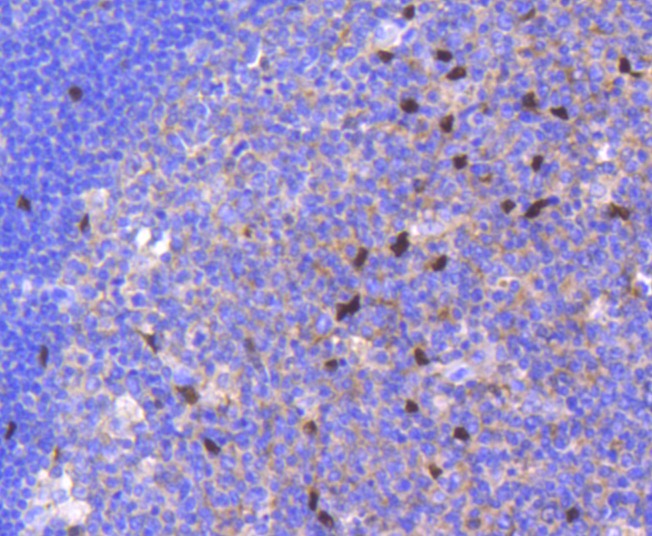 Anti-SOX9 Antibody (7W835)