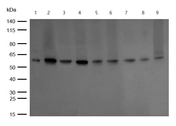 Anti-Phospho-SMAD2/3 (Thr8) Polyclonal Antibody 2