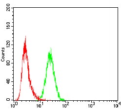 Anti-SLINGSHOT-1L Antibody (4Y112)