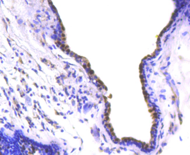 Anti-SOX9 Antibody (7W835)