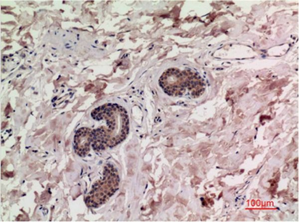 Anti-SMAD3 Antibody (9L391)