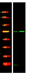 Anti-Phospho-SRPK1 (Thr601) Polyclonal Antibody