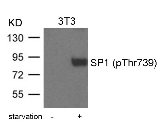 Anti-Phospho-SP1 (Thr739) Polyclonal Antibody