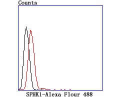 Anti-Sphingosine Kinase 1/SPHK1 Antibody (6L121)