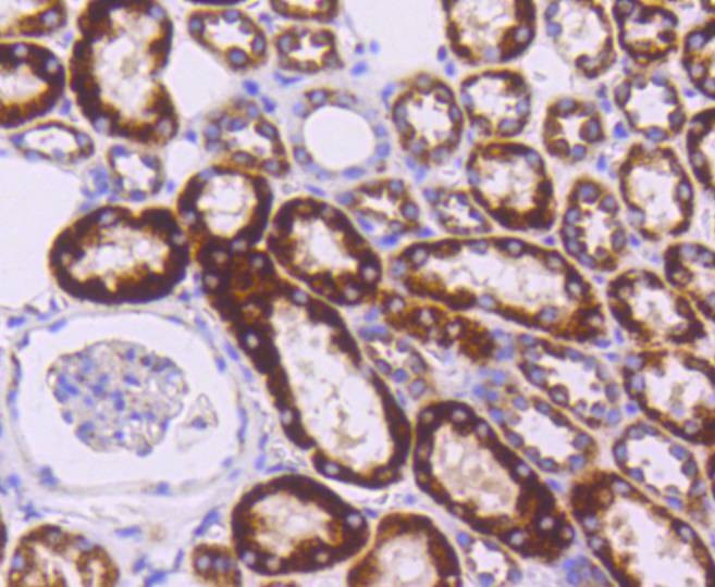 Anti-SHH Antibody (8Q785)