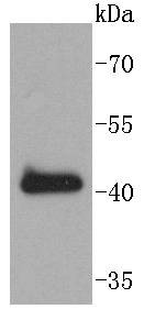 Anti-SOX18 Antibody (9P175)