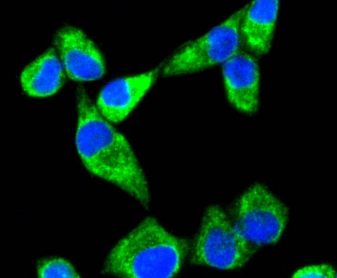 Anti-SHH Antibody (8Q785)