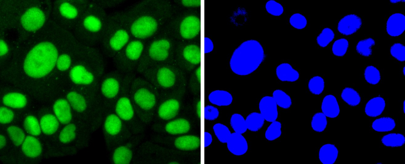 Anti-SP1 Antibody (3K908)