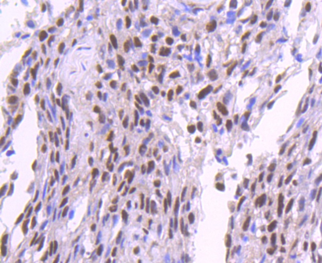 Anti-SP1 Antibody (3K908)