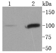 Anti-STAT6 Antibody (1F266)