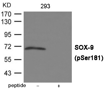 Anti-Phospho-SOX9 (Ser181) Polyclonal Antibody