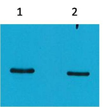 Anti-SRT Tag Antibody (6Q868)