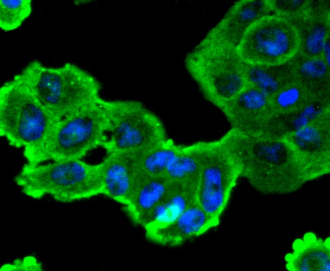Anti-SOX10 Antibody (2U475)